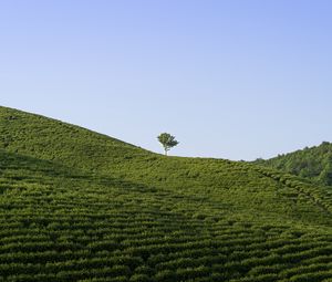 Preview wallpaper field, tree, nature, minimalism, green