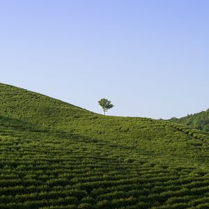 Preview wallpaper field, tree, nature, minimalism, green