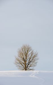 Preview wallpaper field, tree, snow, winter, nature, minimalism