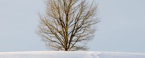 Preview wallpaper field, tree, snow, winter, nature, minimalism