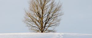 Preview wallpaper field, tree, snow, winter, nature, minimalism