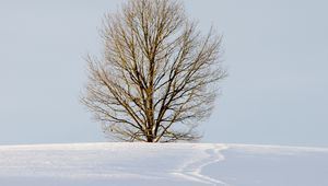 Preview wallpaper field, tree, snow, winter, nature, minimalism