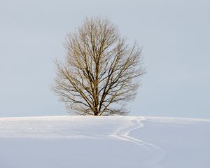 Preview wallpaper field, tree, snow, winter, nature, minimalism