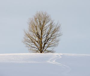 Preview wallpaper field, tree, snow, winter, nature, minimalism