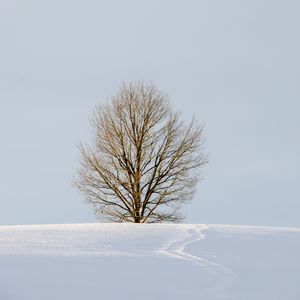 Preview wallpaper field, tree, snow, winter, nature, minimalism