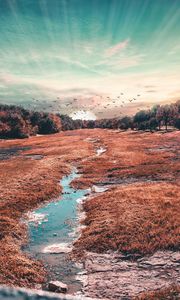 Preview wallpaper field, trees, birds, grass