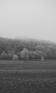 Preview wallpaper field, trees, bw, frost