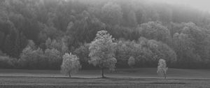 Preview wallpaper field, trees, bw, frost