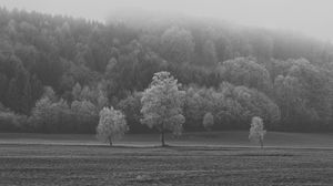 Preview wallpaper field, trees, bw, frost