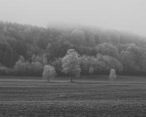 Preview wallpaper field, trees, bw, frost