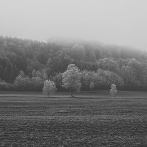 Preview wallpaper field, trees, bw, frost
