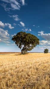 Preview wallpaper field, trees, clouds, landscape, nature