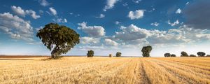 Preview wallpaper field, trees, clouds, landscape, nature
