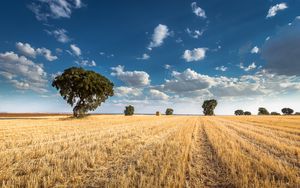 Preview wallpaper field, trees, clouds, landscape, nature