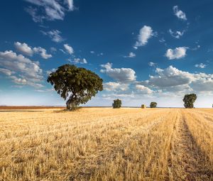 Preview wallpaper field, trees, clouds, landscape, nature