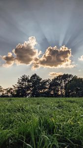 Preview wallpaper field, trees, clouds, rays, light, landscape