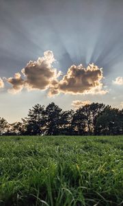 Preview wallpaper field, trees, clouds, rays, light, landscape