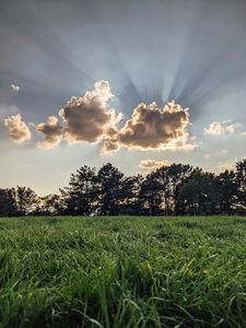 Preview wallpaper field, trees, clouds, rays, light, landscape