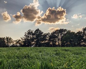 Preview wallpaper field, trees, clouds, rays, light, landscape