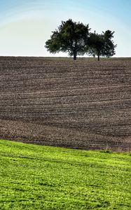 Preview wallpaper field, trees, earth, nature