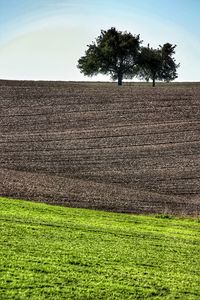 Preview wallpaper field, trees, earth, nature