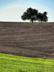 Preview wallpaper field, trees, earth, nature