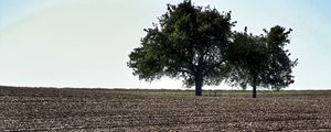 Preview wallpaper field, trees, earth, nature