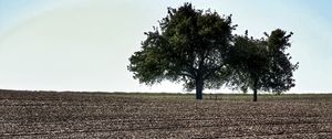 Preview wallpaper field, trees, earth, nature