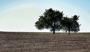 Preview wallpaper field, trees, earth, nature