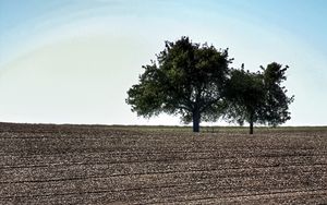 Preview wallpaper field, trees, earth, nature