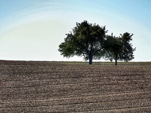 Preview wallpaper field, trees, earth, nature