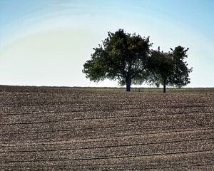 Preview wallpaper field, trees, earth, nature