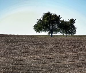 Preview wallpaper field, trees, earth, nature