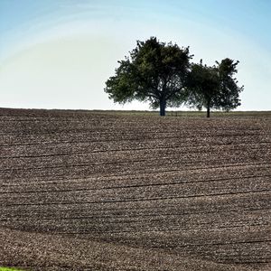 Preview wallpaper field, trees, earth, nature