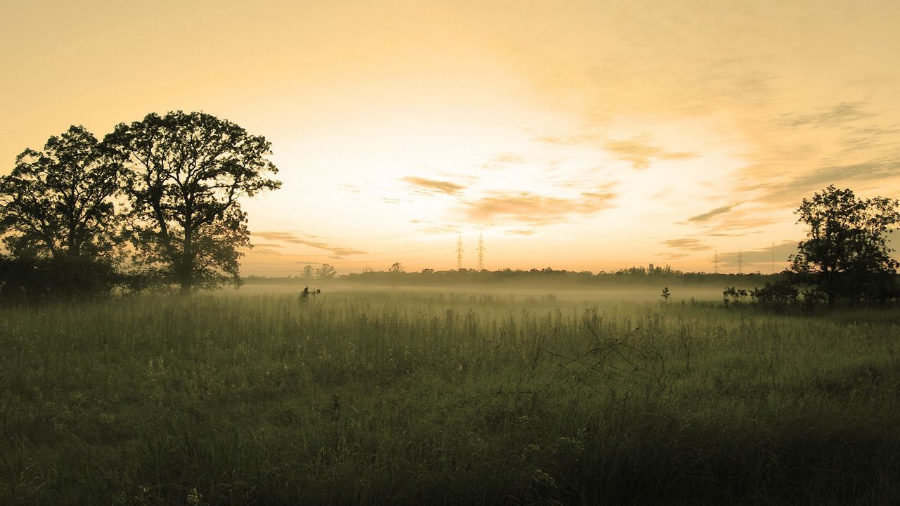 Wallpaper field, trees, evening, haze, sky, pastel