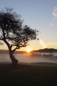 Preview wallpaper field, trees, fog, sun, sunset, landscape