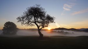 Preview wallpaper field, trees, fog, sun, sunset, landscape