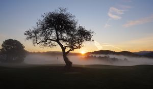 Preview wallpaper field, trees, fog, sun, sunset, landscape