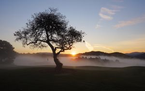 Preview wallpaper field, trees, fog, sun, sunset, landscape