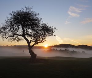 Preview wallpaper field, trees, fog, sun, sunset, landscape