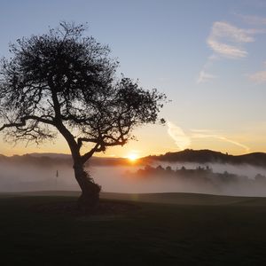 Preview wallpaper field, trees, fog, sun, sunset, landscape