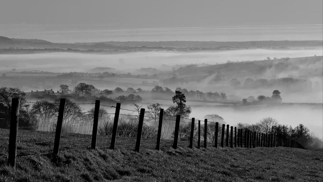 Wallpaper field, trees, fog, black and white, nature