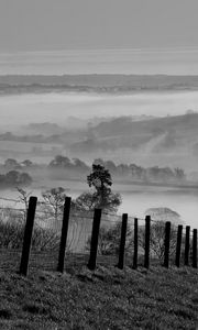 Preview wallpaper field, trees, fog, black and white, nature