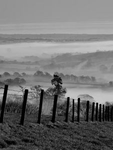 Preview wallpaper field, trees, fog, black and white, nature