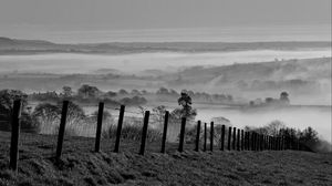 Preview wallpaper field, trees, fog, black and white, nature