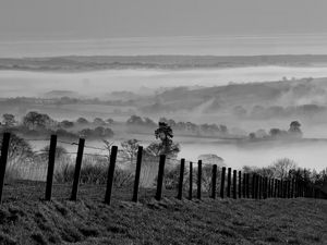 Preview wallpaper field, trees, fog, black and white, nature