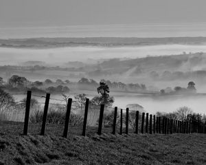 Preview wallpaper field, trees, fog, black and white, nature