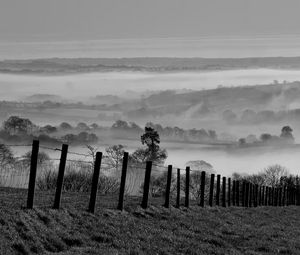 Preview wallpaper field, trees, fog, black and white, nature