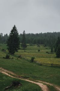 Preview wallpaper field, trees, forest, fence, road, landscape