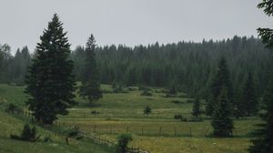 Preview wallpaper field, trees, forest, fence, road, landscape